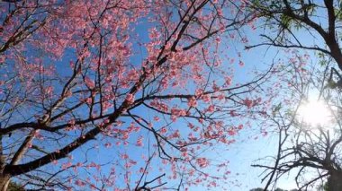 Wild Himalayan Cherry are blooming in morning