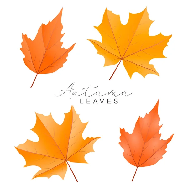 Coleção Folhas Outono Desenhadas Mão —  Vetores de Stock
