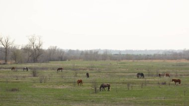 Atlar yeşil bir çayırda otluyor.