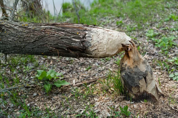 Castores apilaron un gran árbol junto al río — Foto de Stock