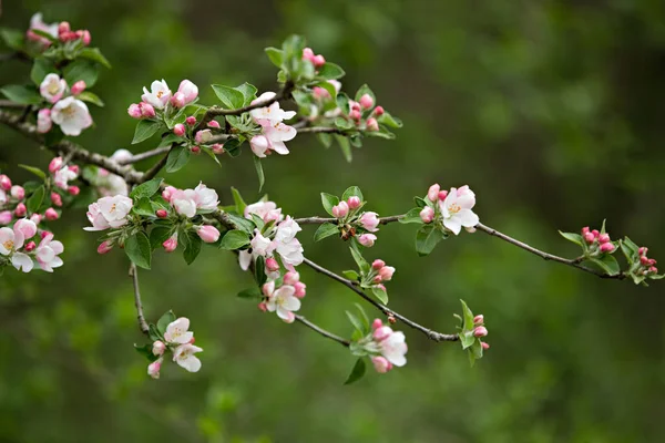 Blühende Apfelblüten mit rosa Blüten — Stockfoto