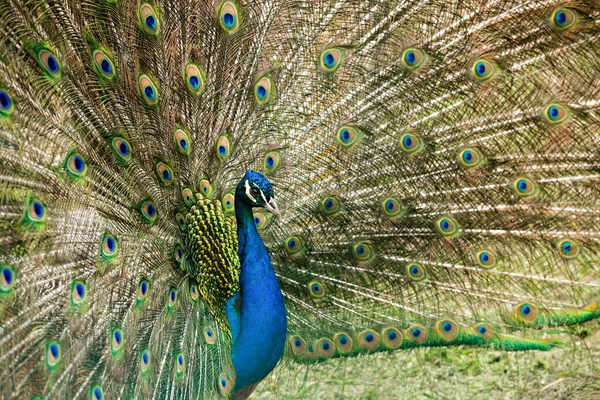 Bright peacock with loose feathers close-up — Fotografia de Stock