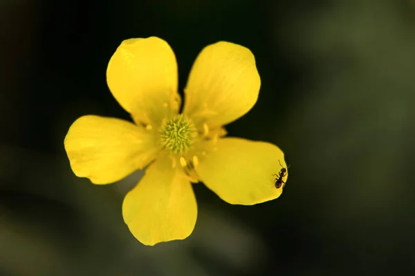 Ant on the petal of a yellow flower — Stock Photo, Image