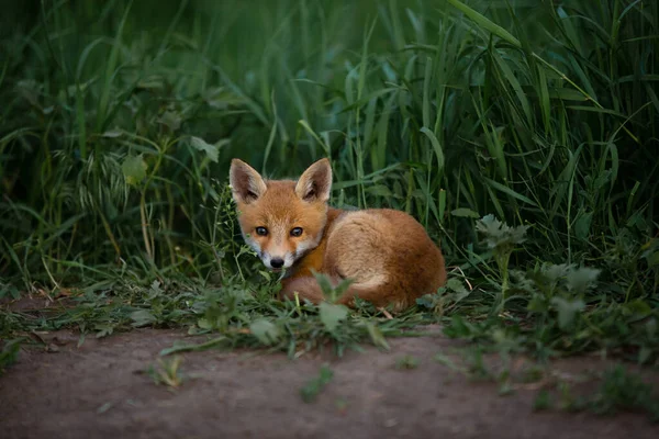 Красный лис лежит на зеленой траве — стоковое фото