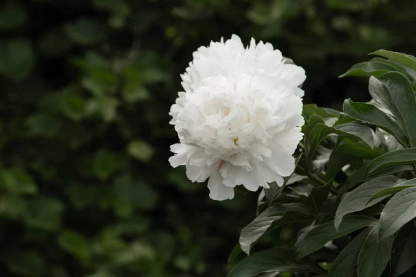 暗色の背景に白い牡丹の花 — ストック写真