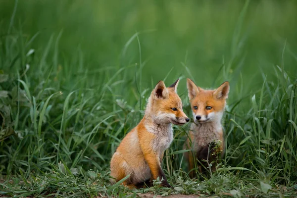 Két vörös róka a zöld fű ellen. — Stock Fotó