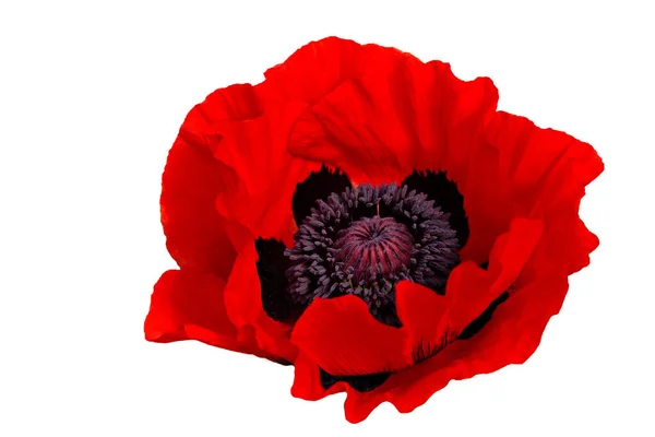 Red poppy flower on a white background — Stock Photo, Image