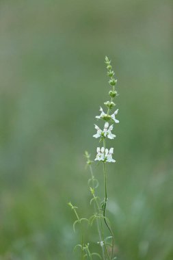 Yeşil arka planda beyaz çiçekler