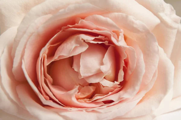 Rosa Rosenblütenknospe aus nächster Nähe — Stockfoto