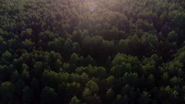 Koyu yeşil kozalaklı bir ormanın arka planı.