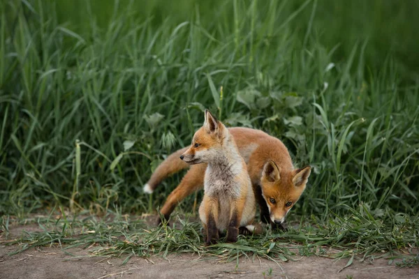 Two red foxes on a green natural background — Stock Fotó