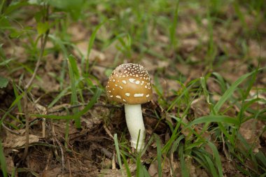 Kraliyet mantarı bir açıklıkta yetişir.