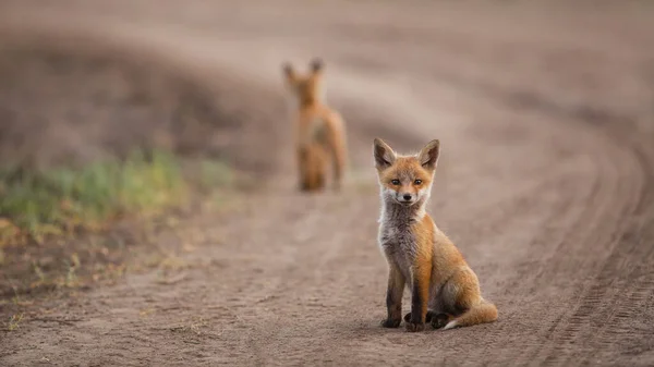 Красный лис сидит на проселочной дороге — стоковое фото