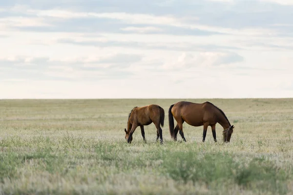 Horses graze in a beautiful field — Stock Photo, Image