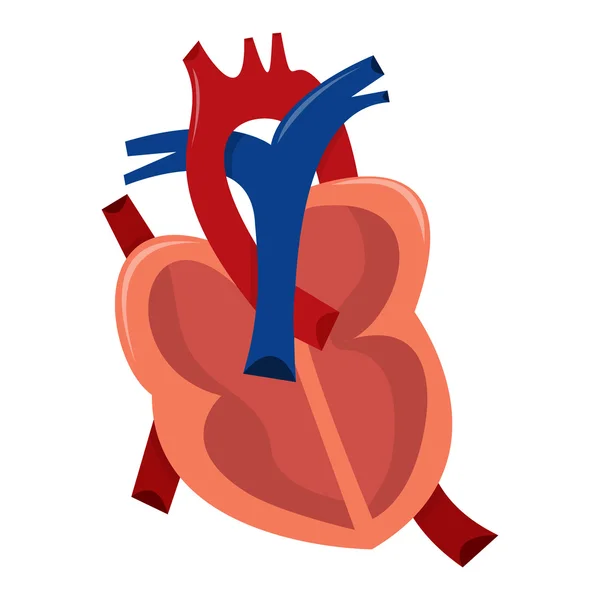 Human Heart Cross Section — Stock Vector