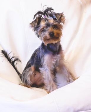 doggie yonkshirsky terrier