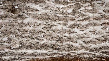 Kapat, doku ve arka plan ağaç kabuğu yedim