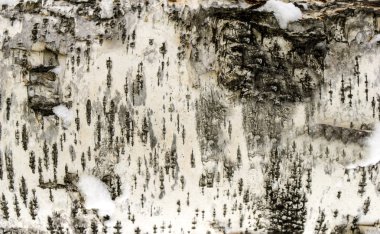 huş kabuğu yakın, doku ve arka plan