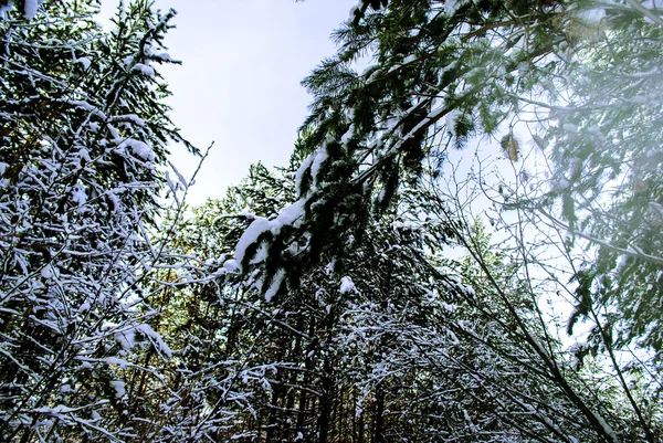 Dřevo sibiřského v zimě — Stock fotografie