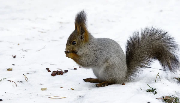 https://st2.depositphotos.com/4771281/9996/i/450/depositphotos_99967912-stock-photo-winter-feeding-of-a-squirrel.jpg