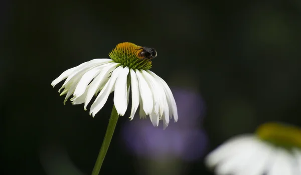 Bee on a daisy — Stock Photo, Image