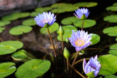 Gölette çiçek açan güzel nilüfer çiçeği