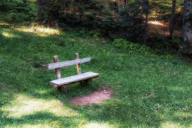 Ormanda yapayalnız bir bank. Karadağ