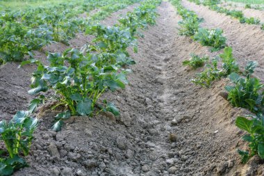 Tepelemeden sonra yataklarda yeşil patates