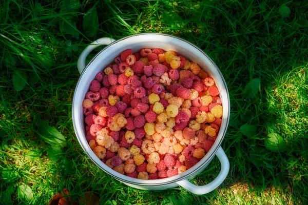 Framboesas Recém Colhidas Diferentes Variedades Uma Panela Verão — Fotografia de Stock