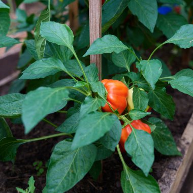 Kırmızı biber yapraklarda saklanır.