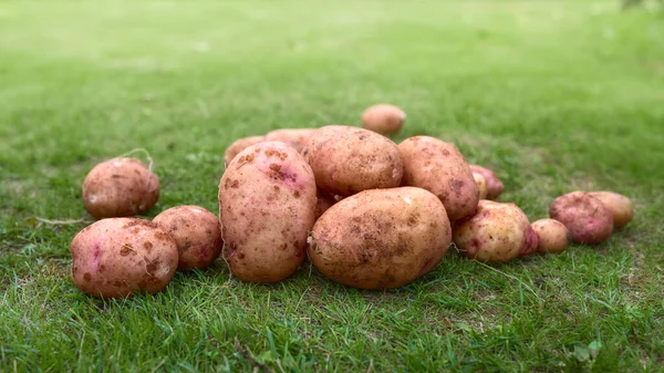 Vers Gegraven Gewassen Aardappelknollen Het Gras — Stockfoto