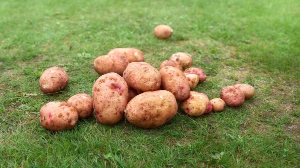 Freshly Dug Washed Potato Tubers — Stock Photo, Image