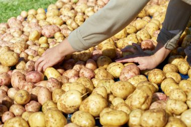Kurutmak için taze patates seriyorum.
