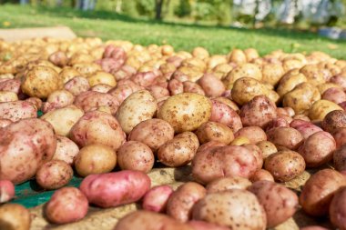 Taze patatesler güneşte kurutulur.