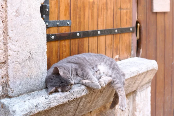 Gato Durmiendo Ventana Alféizar — Foto de Stock