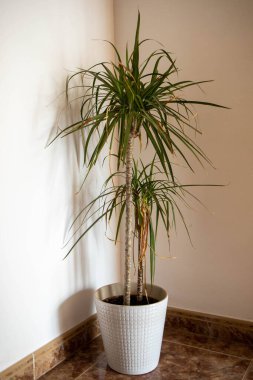 Terraza con bitkileri; bitkiler doğal bitkiler