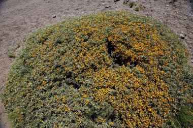Bitli sarı bir çiçek tarlası. Yarı çöl topraklarında hayatta kalma mücadelesi. Bitkiler hayatta kalmak için toplu olarak evrimleşirler..