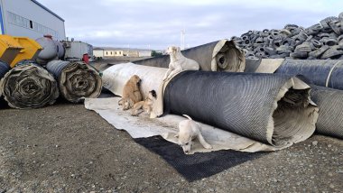 Yeni doğmuş sokak köpekleri lastik atıklarının olduğu bir alanda korunuyor..