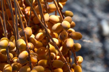 Kanarya palmiye tohumu