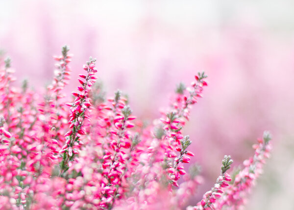 цветы вереска
