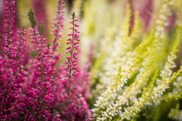 Heather flowers — Stock Photo, Image