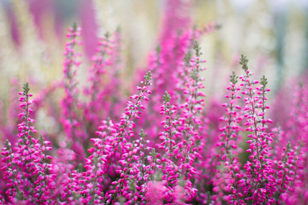 цветы вереска
