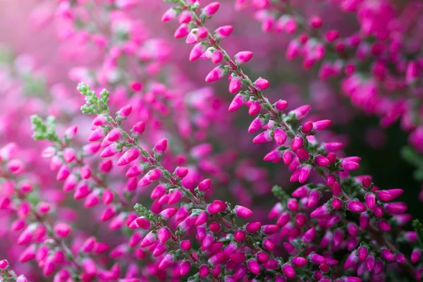 Kwiaty wrzos — Zdjęcie stockowe