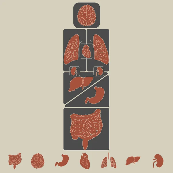 Conjunto de ícones de órgãos internos vetoriais —  Vetores de Stock