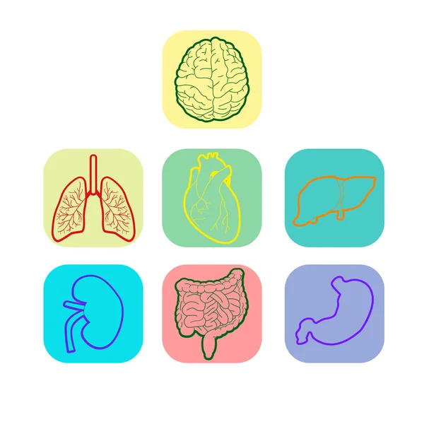 Conjunto de órgãos internos vetoriais —  Vetores de Stock