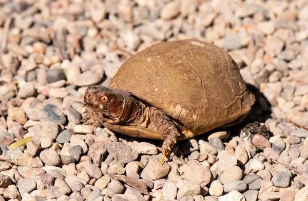 Adult Box Turtle Red Eyes Sitting Its Head Out —  Fotos de Stock