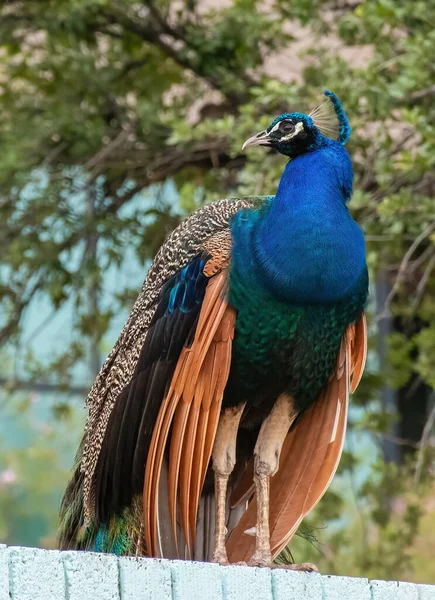 Wild Peacock Standing Top Fence — Stock Photo, Image