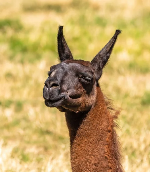 この写真は動物園で撮影された茶色のラマの頭の写真です ラマは家畜化された南アメリカのラクダで アンデス文化によって肉やパック動物として広く使用されています — ストック写真