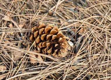 Çam iğnelerinden bir yatakta yatan çam kozalağı.