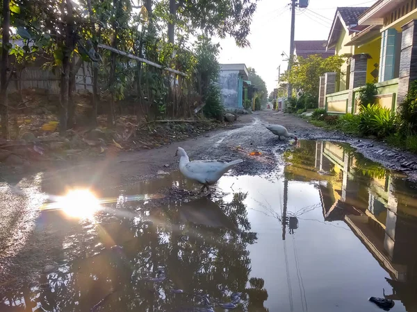 Weg Recht Weinig Water Gereflecteerd Het Zonlicht — Stockfoto